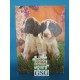 Twee hondjes 35 st nr. 1184-02